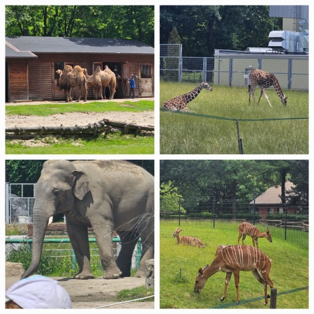 Wycieczka do Zoo w Chorzowie